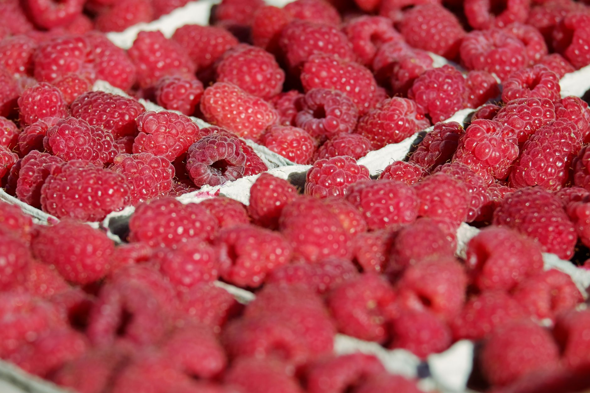 Dès cet automne, multipliez vos petits fruits avec ces astuces faciles