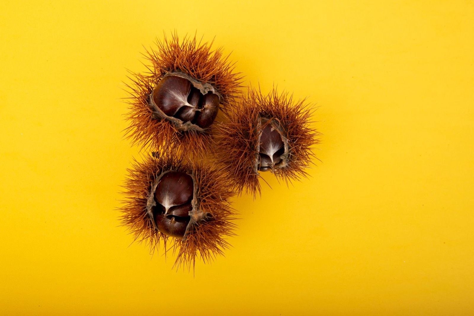 Bogue de châtaignier ouverte dans une main, fruits visibles