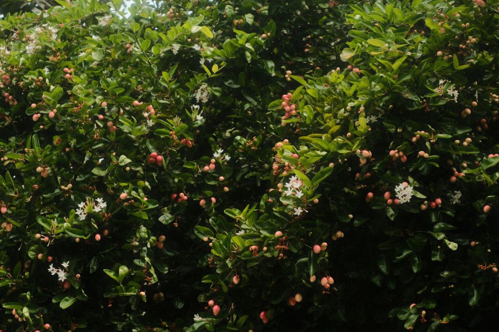 Dès cet automne, multipliez vos petits fruits avec ces astuces faciles